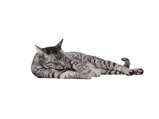 Cat Side