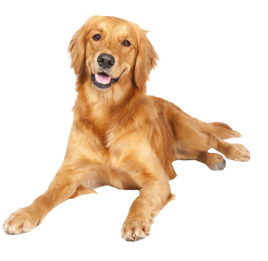 Dog Side